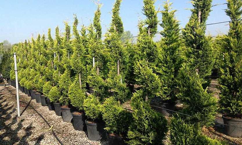 Garden Plants Online