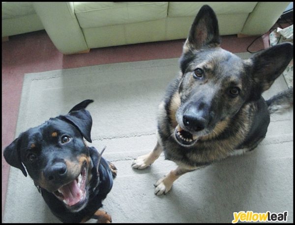 Go Fetch Fido
