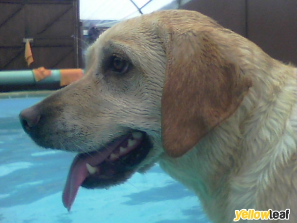 Doggie Paddles