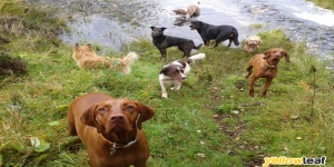 Forest Tails Dog Walking