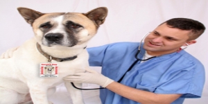 Angels Vets Berkshire