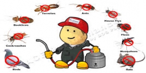 Pest Control Watford