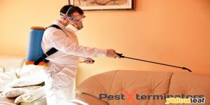 Pest Xterminators