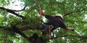 Orchard Landscape Gardening & Tree Maintenance