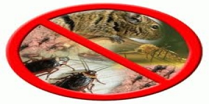 Bee's Knees Pest Control