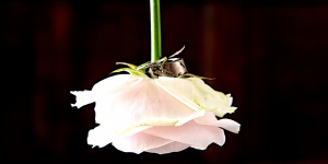 Dinky Pics Portrait Photography & SVP Wedding Photography