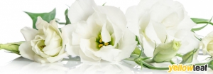 Trinity Flowers
