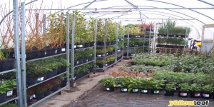 Brooklands Plant Nursery
