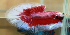 BETTA FISH STORE BETTA FISH FOR SALE
