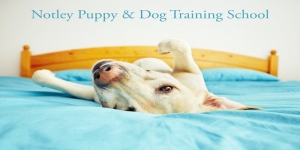 Notley Puppy and Dog Training School