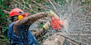 Stars Tree Surgeons