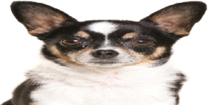 Amity Pet Care