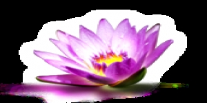 Hatfield Acupuncture & Herbal Clinic