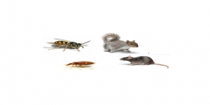 Pest Control Specialists London