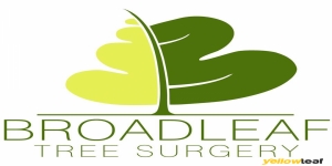 Broadleaf Tree Surgery
