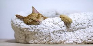 Best Cat Beds