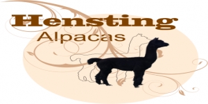 Alpaca Walking Hensting Alpacas