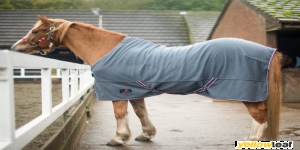 Equestrian King