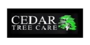 Cedar Tree Care