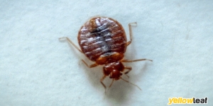Bed Bug Treatment Pros