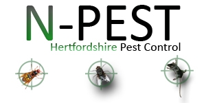 N-pest