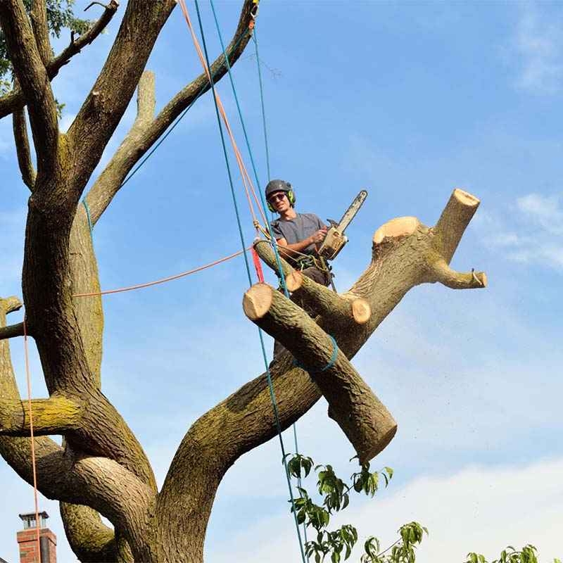 Wigan Tree Services