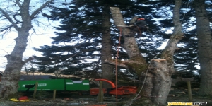 Apex Trees