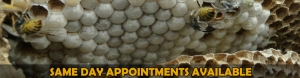 Wasp Nest Removal Herts